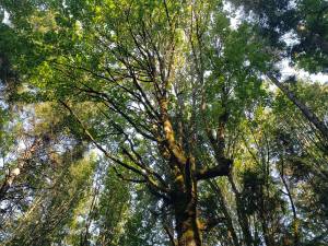 Trust’s new Rockaway Bluff provides ‘cathedral forest, spirituality’