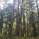 Trust’s new Rockaway Bluff provides ‘cathedral forest, spirituality’