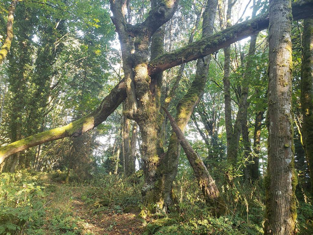 Trust’s new Rockaway Bluff provides ‘cathedral forest, spirituality’
