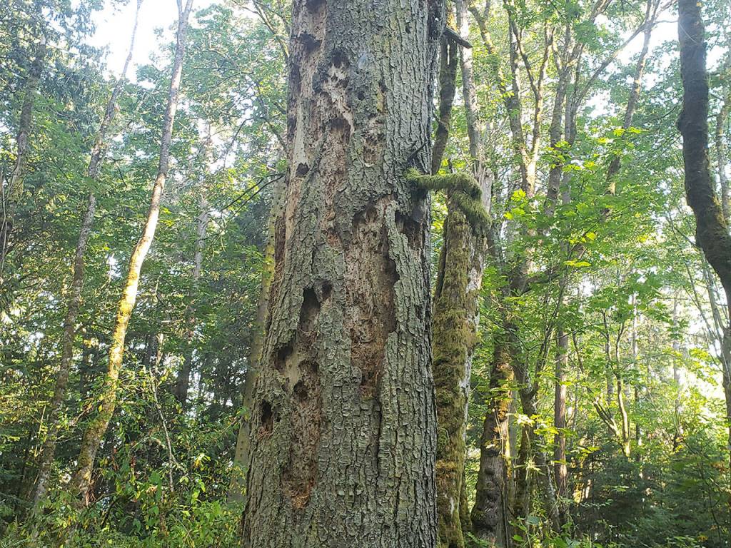 Trust’s new Rockaway Bluff provides ‘cathedral forest, spirituality’