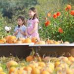 People can be seen taking pictures in colorful locations all around the patch.