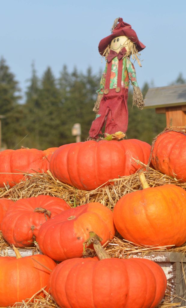 Decorations adorn the pumpkin patch.