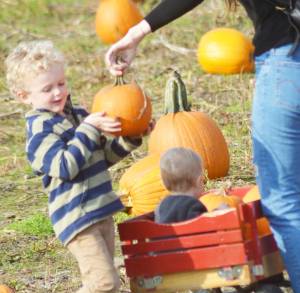 Theo Nathanson, 4, struggles to lift a pumpkin into a wagon. Steve Powell/Bainbridge Island Review photographs