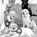 These 5 dogs will be tested to see if they can sniff out COVID-19 in people.