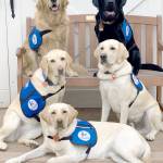 These 5 dogs will be tested to see if they can sniff out COVID-19 in people.