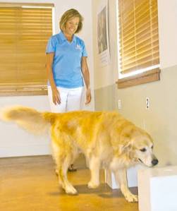 Mo tries to sniff out a scent. Assistance Dogs Northwest courtesy photo