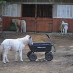 The three miniature horses eating in their fenced pen. Steve Powell/Bainbridge Island Review photos