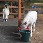 Even though they are miniature they eat like a horse.