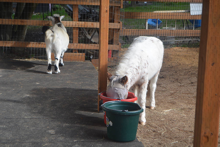 Even though they are miniature they eat like a horse.