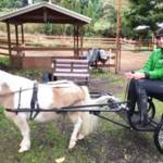 Volunteers have fun exercising the horses as they pull this cart. Courtesy photo