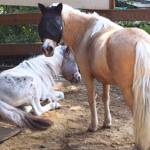 Horses relaxing in the corral. Courtesy photo