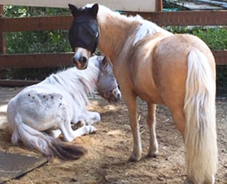 Horses relaxing in the corral. Courtesy photo