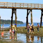 Nancy Sefton | Courtesy photos
Beach lovers can find all kinds of critters at low tide, like here on Bainbridge Island.