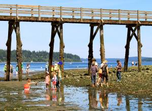 Nancy Sefton | Courtesy photos
Beach lovers can find all kinds of critters at low tide, like here on Bainbridge Island.