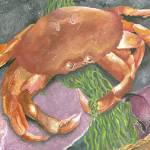 Dungeness crab are a favorite for people in the Pacific Northwest.