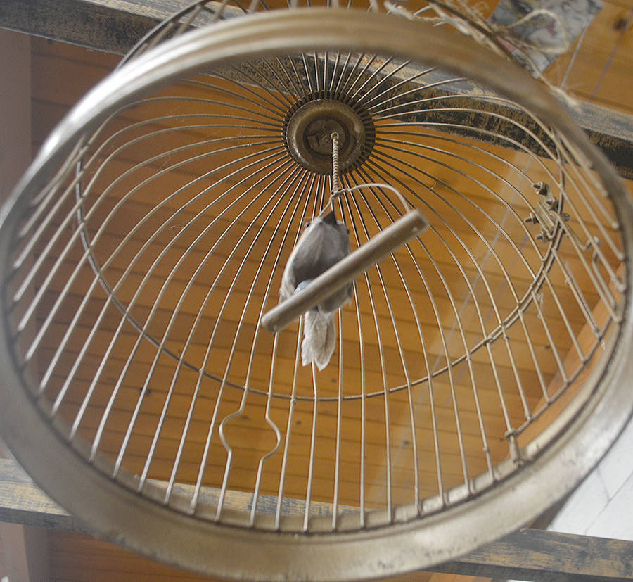 A bird cage treasure.