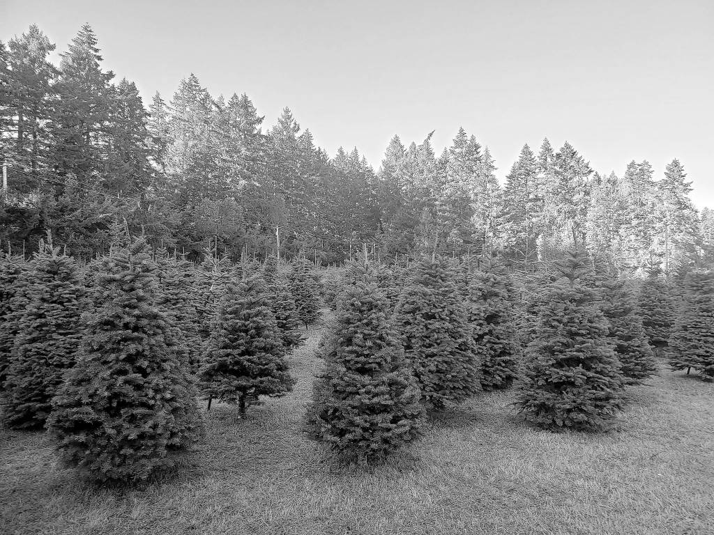 About 600 Christmas trees are for sale each year at Bainbridge Island Farms/Suyematsu Farms. Tyler Shuey/Bainbridge Island Review