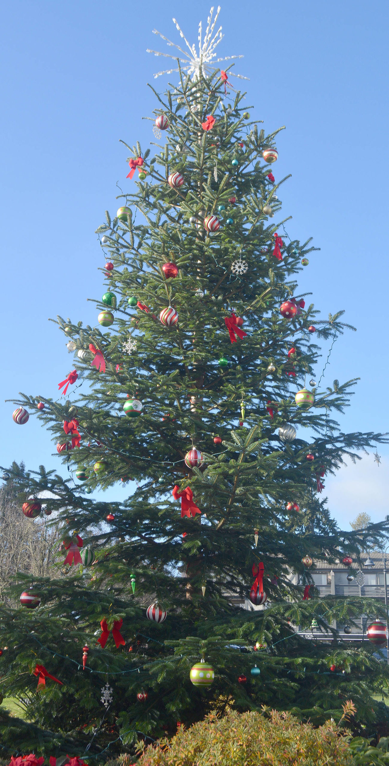 Steve Powell | Bainbridge Island Review
A large Christmas tree in downtown Winslow in decorated for the season.