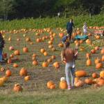 Thanks to nice weather, people were able to go to pumpkin patches for nice outings prior to Halloween.