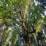 The Bainbridge Island Land Trust announced its acquisition of the 35-acre Rockaway Bluff Preserve, located high above Rockaway Beach and between Blakely and Eagle harbors that will allow quiet pursuits of nature. Tyler Shuey/Bainbridge Island Review