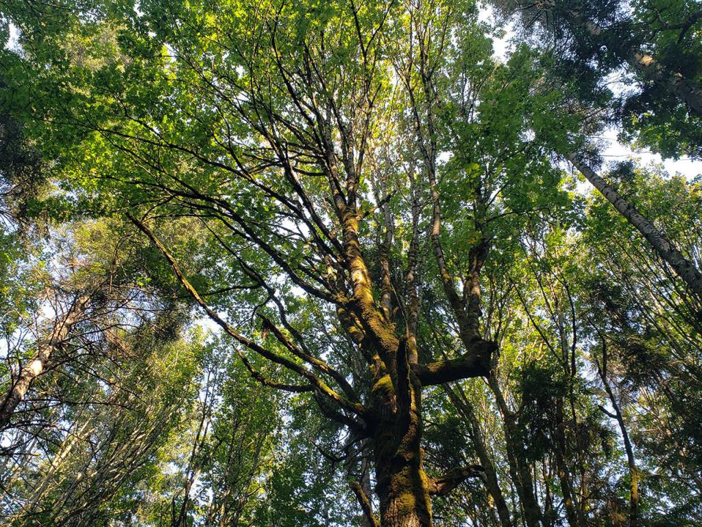 The Bainbridge Island Land Trust announced its acquisition of the 35-acre Rockaway Bluff Preserve, located high above Rockaway Beach and between Blakely and Eagle harbors that will allow quiet pursuits of nature. Tyler Shuey/Bainbridge Island Review