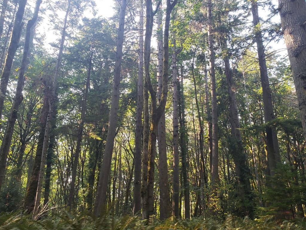 The Bainbridge Island Land Trust announced its acquisition of the 35-acre Rockaway Bluff Preserve, located high above Rockaway Beach and between Blakely and Eagle harbors that will allow quiet pursuits of nature. Tyler Shuey/Bainbridge Island Review