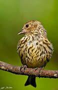 A pine siskin. Courtesy photo