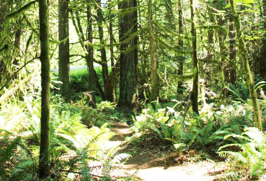 The trail at North Grand Forest is very primitive at this point.