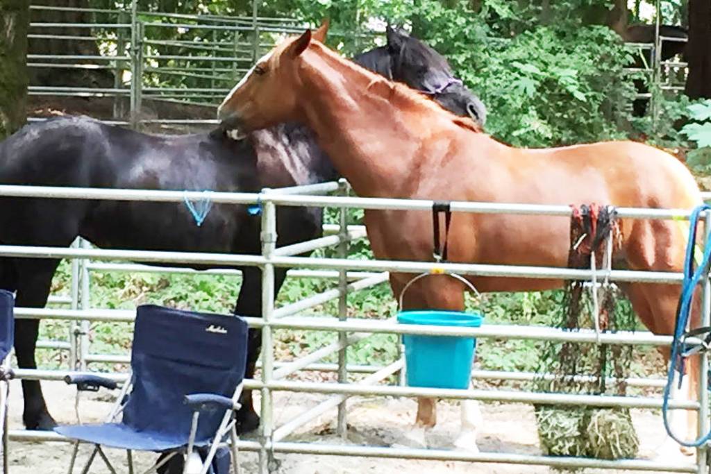 Horses have fun at the Saddle Club, too.