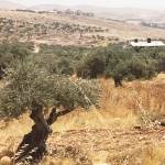Family farm in Pakistan shows olive trees in foreground and Israeli settlement in background. Fence encroaching on property is hidden behind hill in-between.