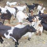 Dozens of goats ate away the vegetation. Steve Powell/Bainbridge Island Review photographs
