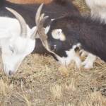 A couple of small goats butted heads.