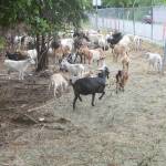 The goats did their job well, as this area eaten down almost to dirt shows.
