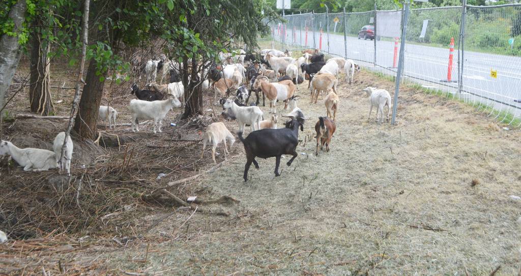 The goats did their job well, as this area eaten down almost to dirt shows.