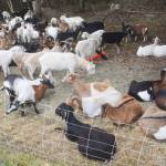 An easily moved electric fence kept the goats where they were supposed to be.