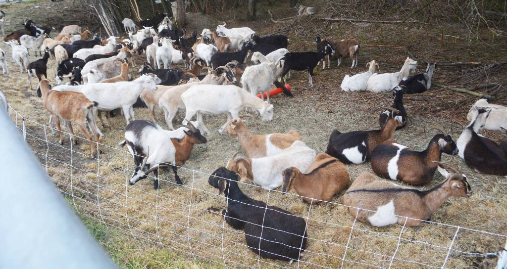 An easily moved electric fence kept the goats where they were supposed to be.