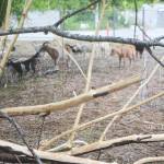 The goats ate the vegetation down to the bare ground.