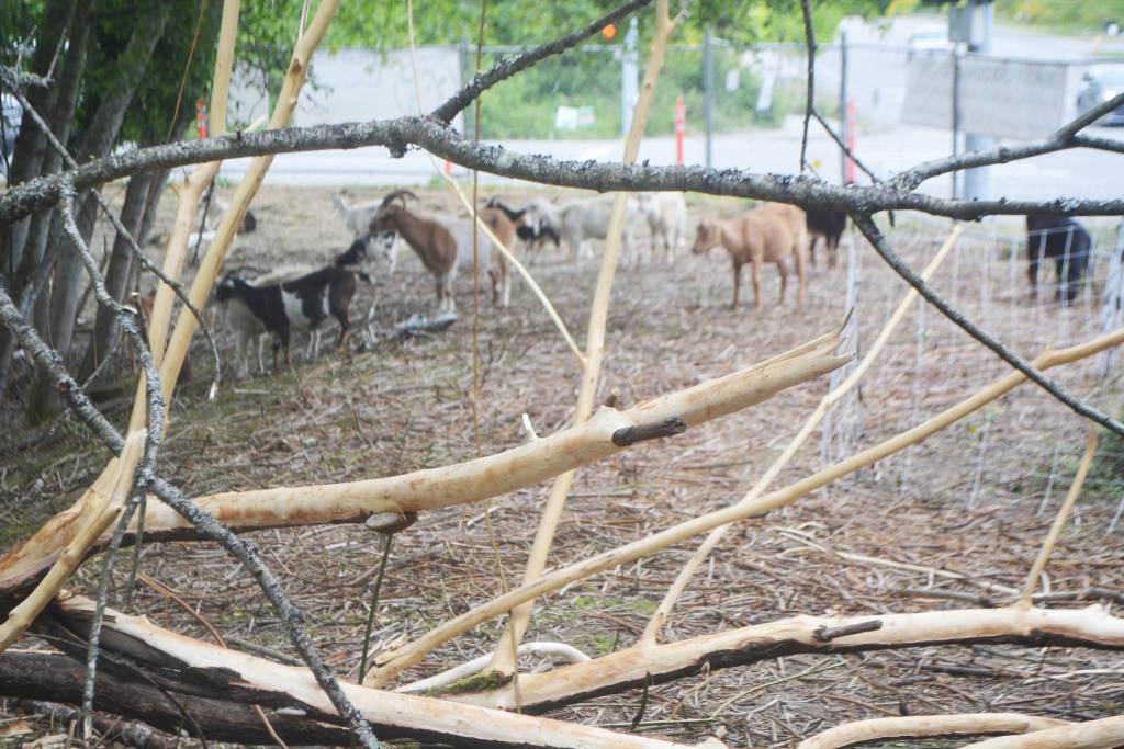 The goats ate the vegetation down to the bare ground.