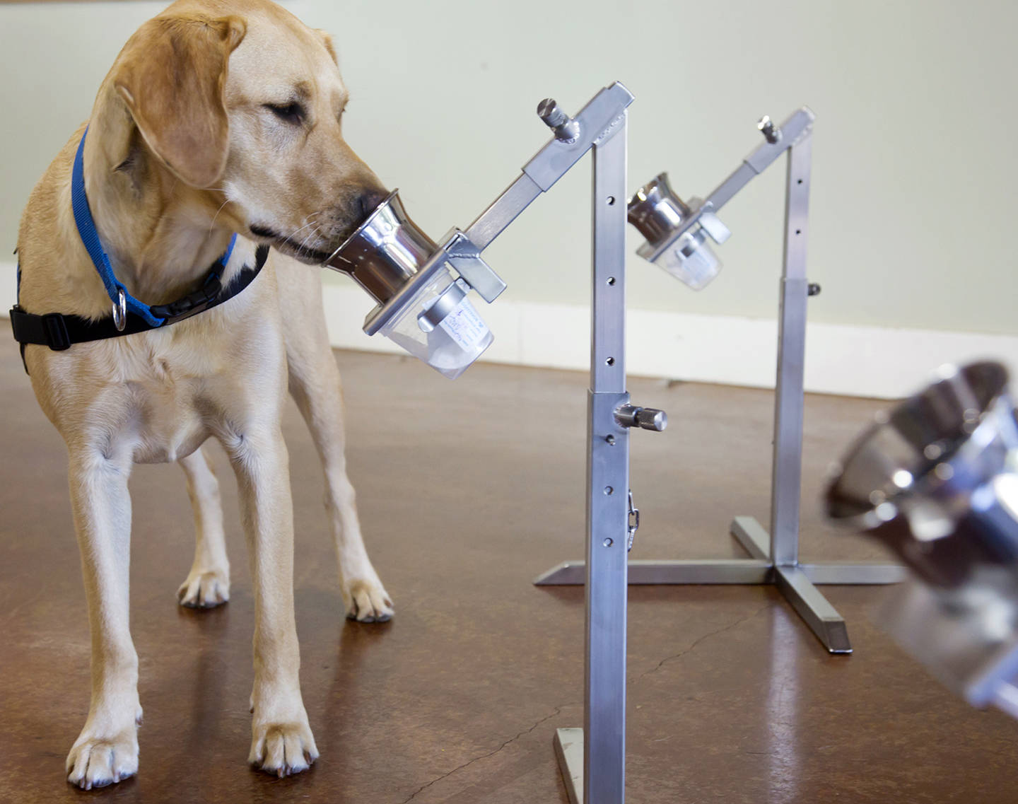 Yuki takes a sniff. Courtesy Photo