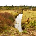 More of the wetlands area.