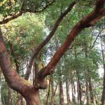 What makes a landmark tree? Bainbridge Island Review File Photo