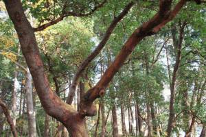What makes a landmark tree? Bainbridge Island Review File Photo