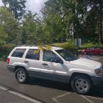 A car drives by with Scotch Broom hanging out the window.