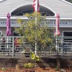 A large Scotch Broom plant in front of the Senior Center.
