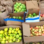 Boxes of donated apples.
