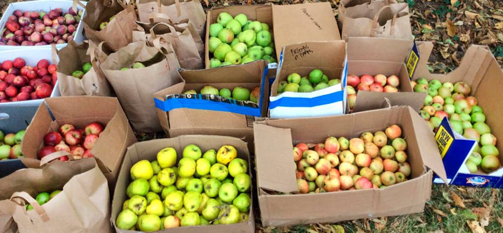 Boxes of donated apples.
