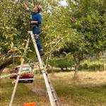 Michael Chick on a ladder picking apples.