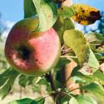 An apple waiting to be picked.