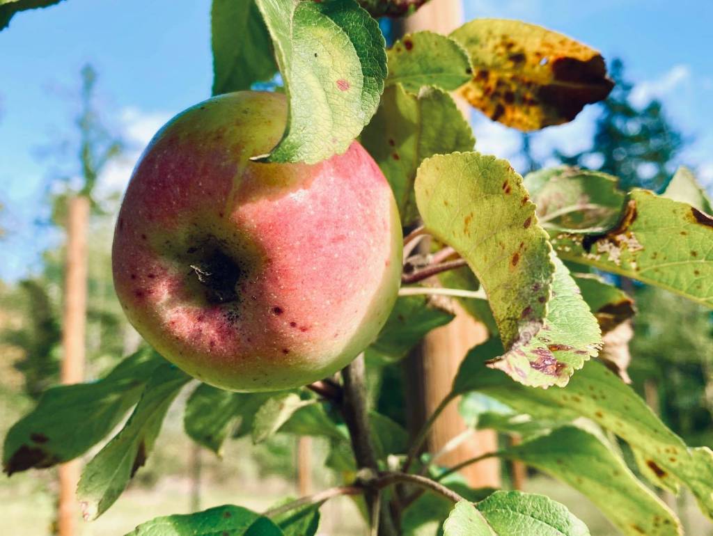 An apple waiting to be picked.