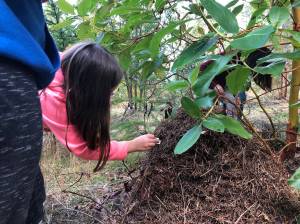 Kids check out an ant hill.